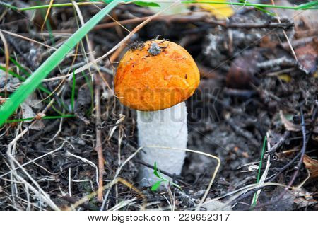Detail Of The Edible Penny Bun Mushroom In The Forest
