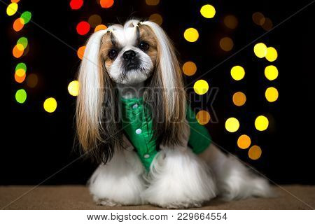 Beautiful Shih-tzu Dog In The Green Jacket And Bokeh. Best Fashion Style Of The Professional Groomer