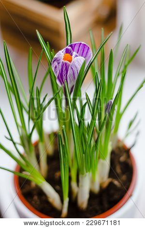 Beautiful Purple Crocus Flower Blooming In A Pot