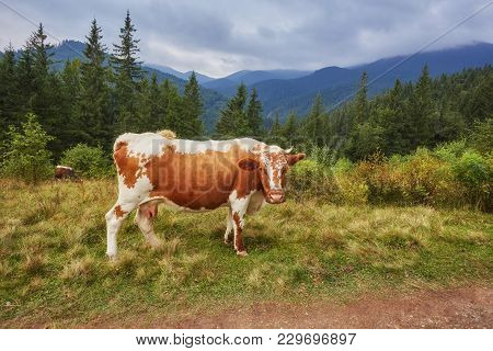 Idyllic Summer Landscape In The Swiss Alps With Cows Grazing In Fresh Green Meadows Between Blooming
