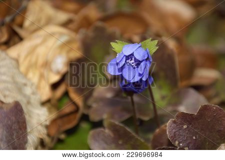 Liverleaf ( Anemone Transsilvanica ).beautiful Spring Flowers Background