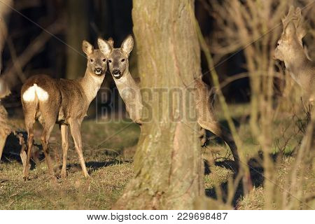 Beautiful Young Deer In Forest (cervidae)