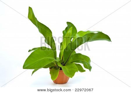 Bird' s anidar fern
