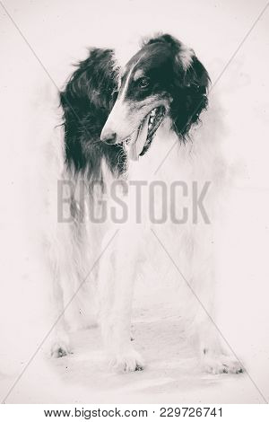 Russian Borzoi Dog. Side View On White Background