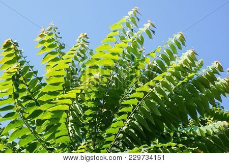 Fresh Green Phyllanthus Acidus Leaves In Nature Garden