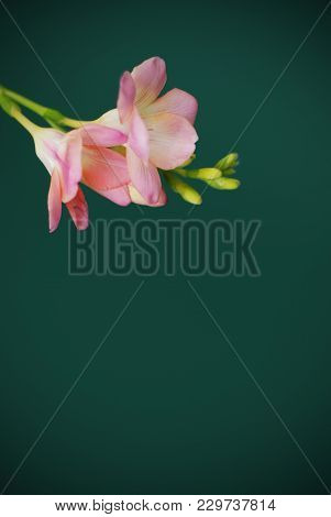 Pink Freesia Bunch Of Flowers, Isolated On Green Background. Spring Time. Copy Space