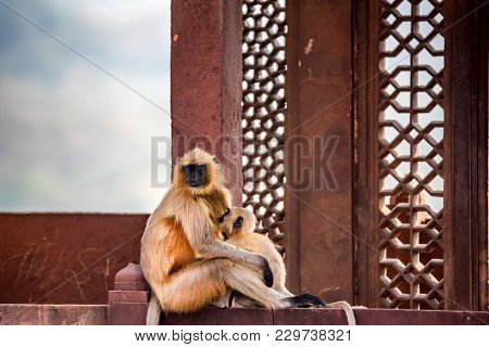 Close-up Portrait Of Gray Langur Or Semnopithecus Etellus Sitting On Wall In India