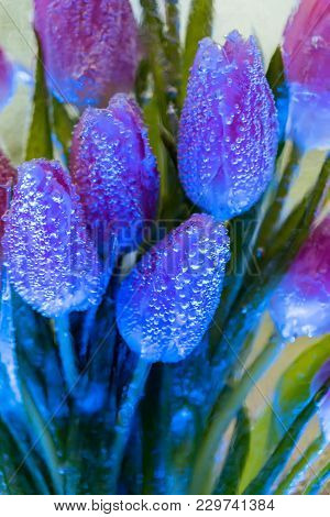 Close Up Bunch Of Violet Tulips Frozen In Piece Of Ice