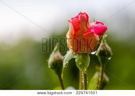 Rose Bud With Dew Drops On The Stem. Rain Drops On A Rose.