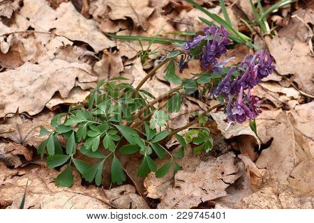 Among The Fallen Down Foliage Of An Oak There Is A Blossoming Plant A Corydalis.
