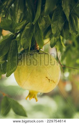 Pomegranates Hanging On The Tree. Unripe Wild Green Pomegranate. Pomegranate Fruit On The Tree Branc