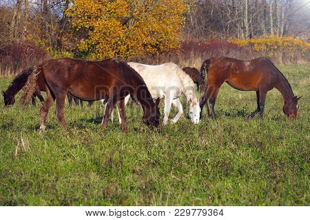 A Herd Of Wild Unattended Horses Grazing On A Summer Meadow. Free Mustangs In The Field.