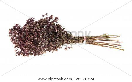 Heilkräuter, Origan, (Origanum)