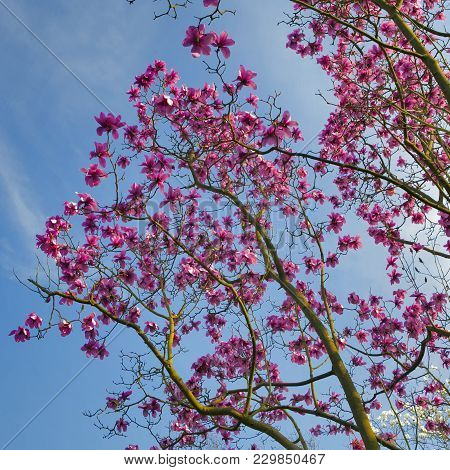 Spring In London. Magnolia 'leonard Messel', Pink Flower And Bud Opening On Tree