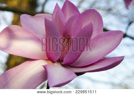 Spring In London. Magnolia 'leonard Messel', Pink Flower And Bud Opening On Tree