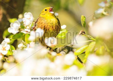 Beautiful Songbird Sings In Spring Sunny Day , Natural Beauty, Flowering, Wildlife After The Winter