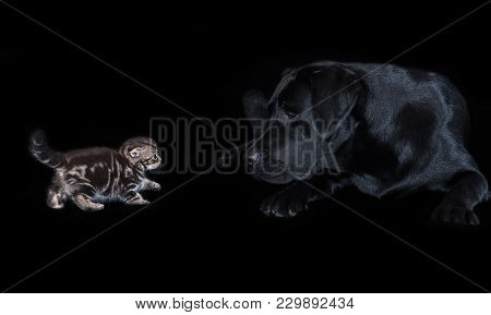 Large Black Labrador Dog Attentively Looks At A Small Kitten Scottish Fold