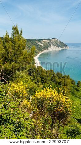 Summer Adriatic Sea Bay And Blossoming Spiaggia Mezzavalle Beach Near Portonovo And Ancona Towns In 