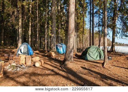 Tourist Camp With Tents In A Pine Forest Near The Lake In Early Spring