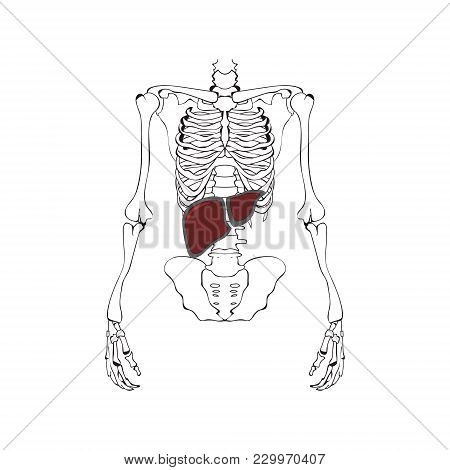 Image Of The Liver Against The Background Of The Skeleton. Schematic Drawing. Vector Graphics.