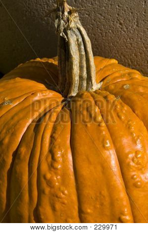 Zucca