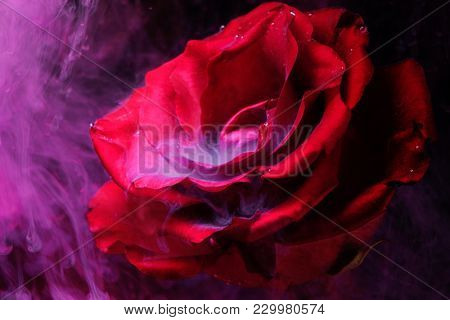 Smoke and a beautiful rose.