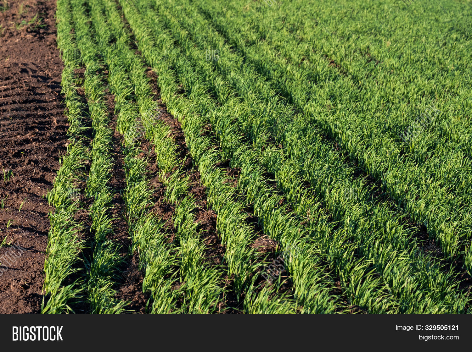 Corn In Rows Young Corn Rows Field Image & Photo (Free Trial) | Bigstock