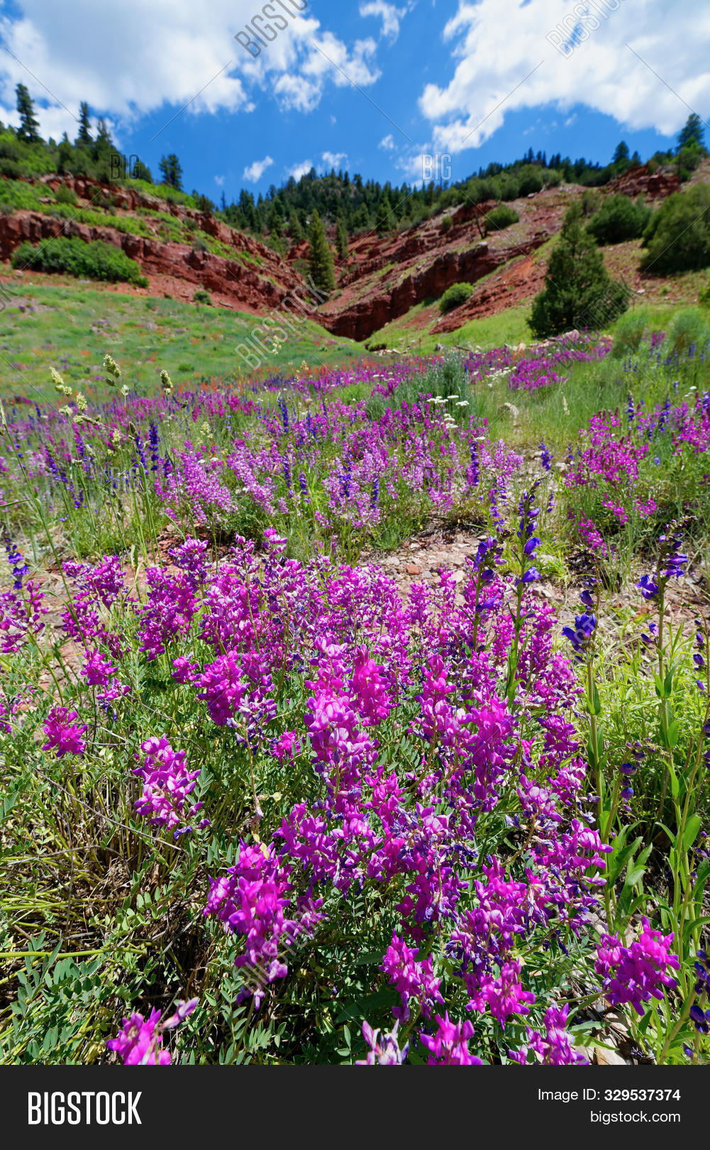 Alpine Wildflowers Image & Photo (Free Trial) Bigstock