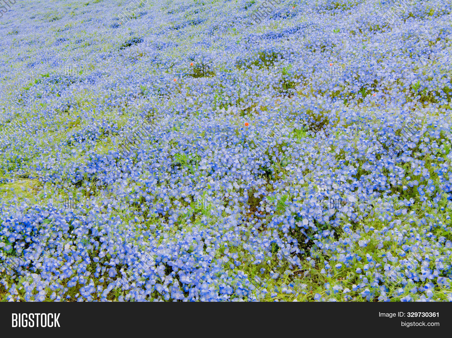 Nemophila Menziesii Image Photo Free Trial Bigstock