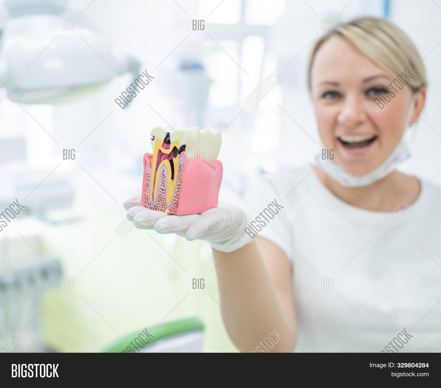 Anatomy Dental Model Image & Photo (Free Trial) Bigstock