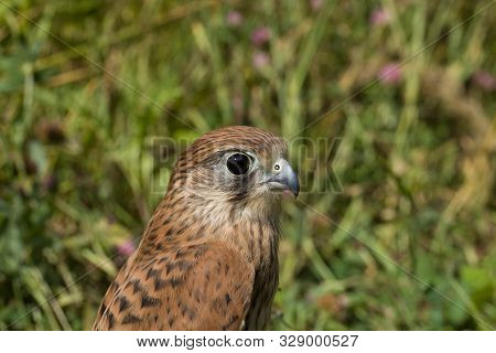 Young Kestrel Falcon (falco Tinnunculus) Closeup Sits In The Grass