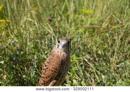 Young Kestrel Falcon (falco Tinnunculus) Closeup Sits In The Grass
