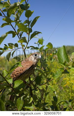Young Kestrel Falcon (falco Tinnunculus) Closeup Sits On A Tree Branch