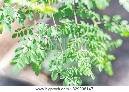 Moringa Or Drumstick Tree At Home Garden In Texas, America