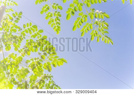 Young Leaves Of Moringa Tree Branches Under Clear Blue Sky