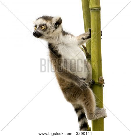 Lemur Kata (6 týdnů) - Kata