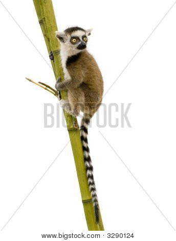 Lemur Kata (6 týdnů) - Kata