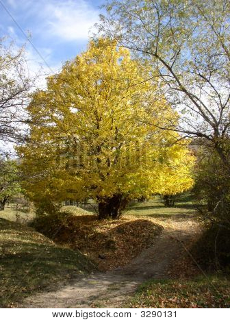 L'albero