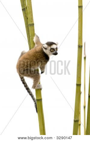 Lemur Kata (6 týdnů) - Kata