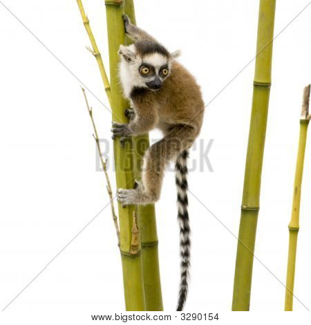 Lemur Kata (6 týdnů) - Kata