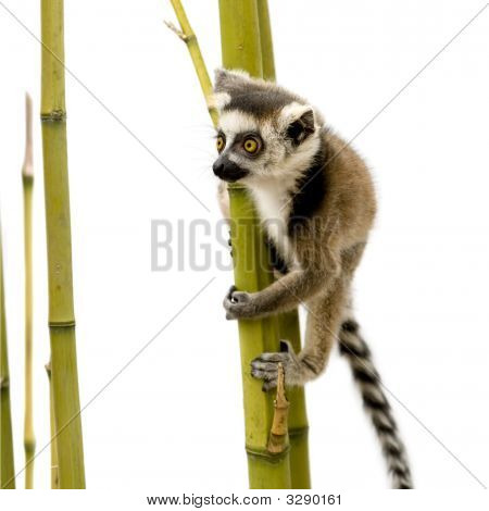 Lemur Kata (6 týdnů) - Kata