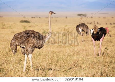 Animal Wildlife. Ostriches Before Making Love. Animal Sex Games. Masai Mara National Park, Kenya, Af