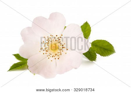 White Dog Rose Isolated On White Background