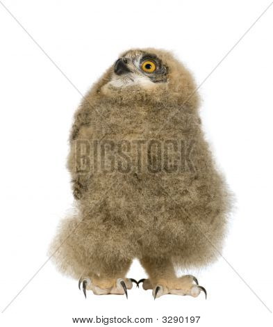 Puchacz - Bubo Bubo (6 tygodni)