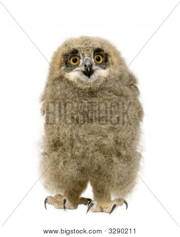 Puchacz - Bubo Bubo (6 tygodni)