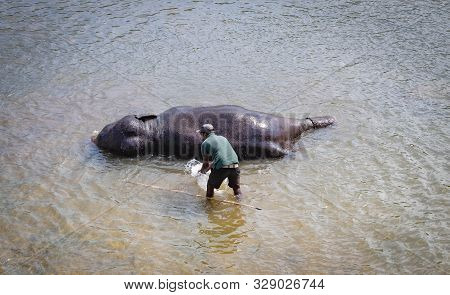 Pinnawala/ Sri Lanka: August 03- 2019: The Unspecific Man Taking Bath With His Elephant At A River N