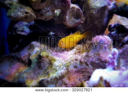 Yellow Clown Goby Fish - Gobiodon Okinawae