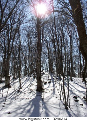 La giornata di sole invernale. La foresta. Crimea