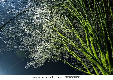 Tree At Night In The Amazing Light
