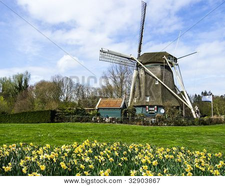 traditional dutch windmill with daffodils field nearby,  The Netherlands